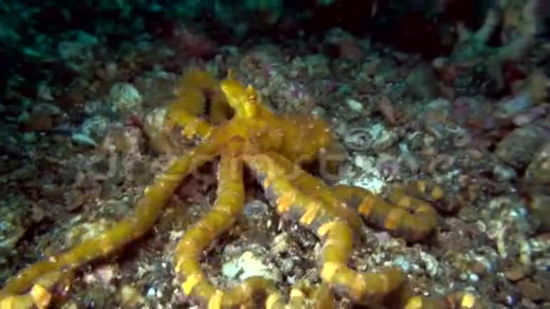 印度尼西亚伦贝海峡的章鱼视频的预览图
