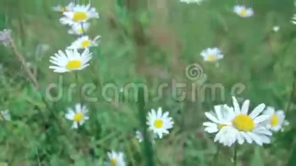 夏季草地上开花的洋甘菊视频的预览图