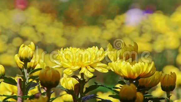 明亮阳光下的黄色菊花视频的预览图