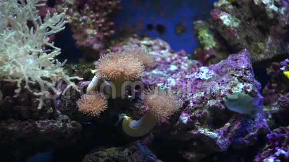 软珊瑚和小鱼视频的预览图