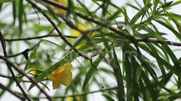 喇叭花黄色坎帕尼拉黄色夹竹桃自然光下的幸运坚果视频的预览图