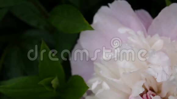 一朵粉红色的牡丹花在花坛上紧贴着风高清视频镜头静态摄像机视频的预览图