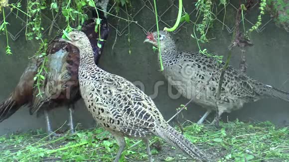 笼养用于广泛繁殖野鸡男女母鸡等家禽定期喂食新鲜草视频的预览图