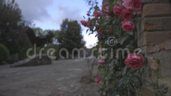 多云间阴天的红玫瑰视频的预览图