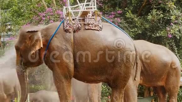 越南的旅游大象在炎热的天气里倒水视频的预览图