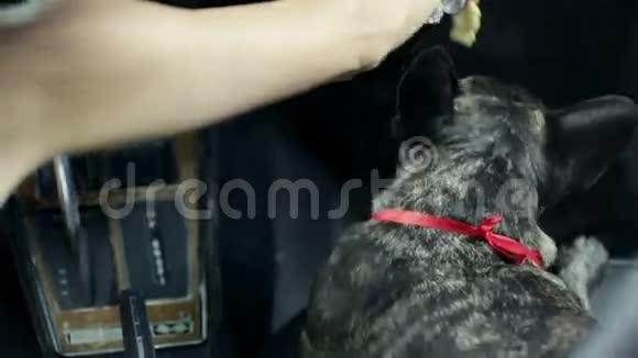 女人在车里给她的狗颁奖视频的预览图