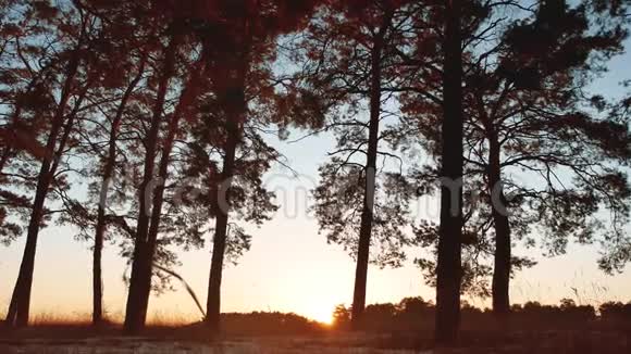 清晨松林日出冬天美丽的松林阳光透过树木自然景观视频的预览图
