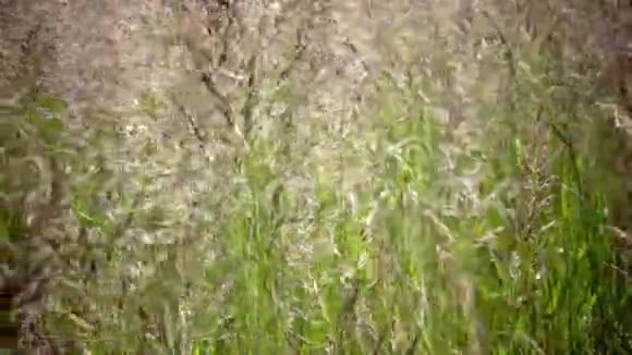 蓬蓬发草痫样风在夏日阳光明媚的日子里荡起一株小草视频的预览图