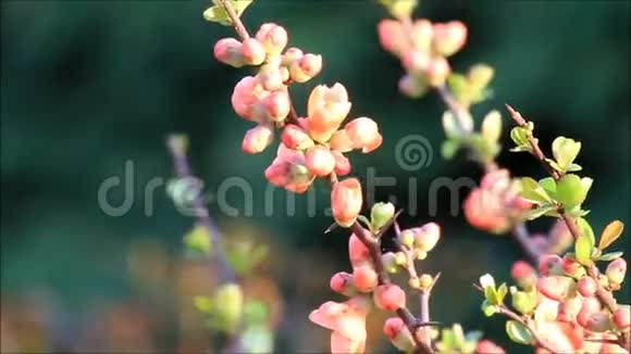 春天的背景灌木上的粉红色花蕾视频的预览图