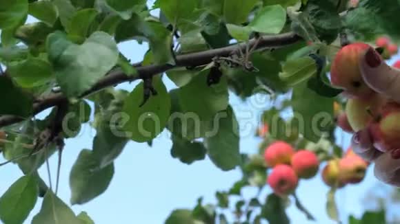 夏天从树上摘红苹果视频的预览图