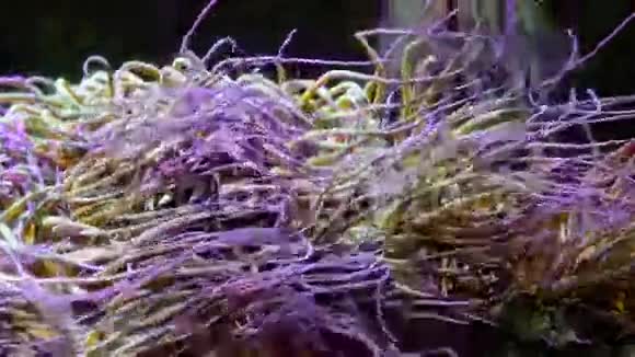 水流经生机勃勃的珊瑚礁视频的预览图