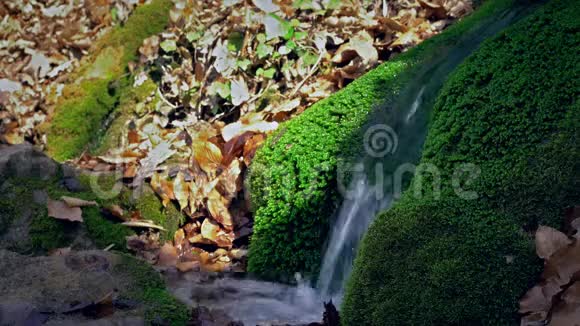 泉水从苔藓的岩石中流出来小泉源周围有岩石和树叶柔和的焦点绿色清新视频的预览图