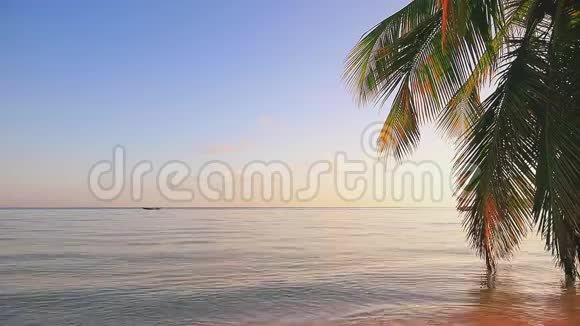 椰子棕榈树对抗蓝色的热带天空和海洋暑假视频的预览图