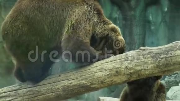 两只熊在户外一起玩动物园里好玩的动物视频的预览图