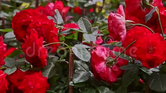 漂亮的大红玫瑰在日光下种植视频的预览图