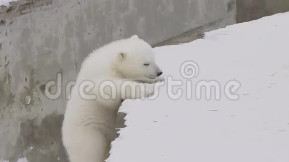 北极熊在动物园里爬起来视频的预览图
