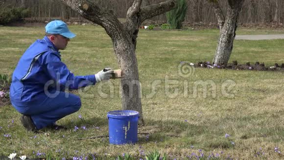 果园春天用刷子粉刷树干4K视频的预览图