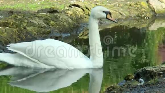 天鹅漂浮在池塘中的特写镜头视频的预览图