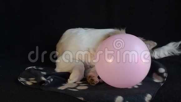 小狗玩气球黑色背景视频的预览图