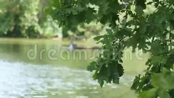 树叶随风飘过湖面池塘岸边的橡树视频的预览图