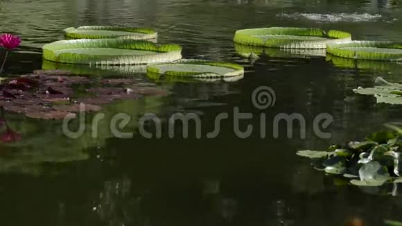 莉莉帕德池塘里的锦鲤视频的预览图