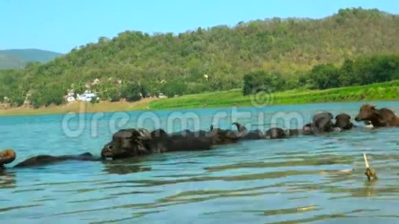 南亚水牛在印度游泳视频的预览图