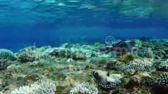 红海的地方病蒙面河豚水下视频视频的预览图