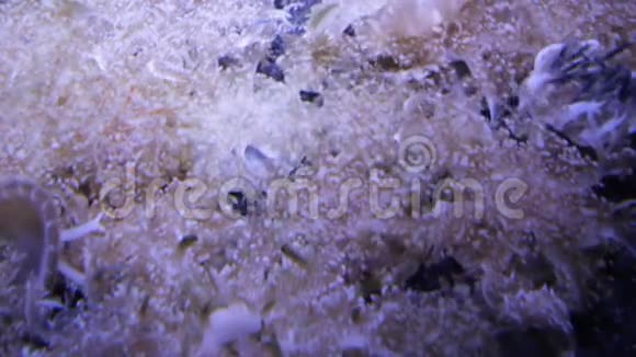 仙后座和仙女座菌株在海底成群结队地盛开的水母视频的预览图