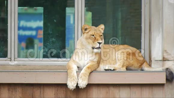 成年狮子坐在窗台上视频的预览图