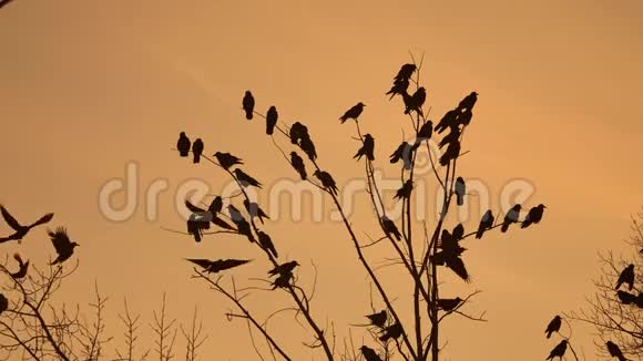 鸟儿在天空中盘旋一群乌鸦落日橙色的轮廓秋天的乌鸦视频的预览图