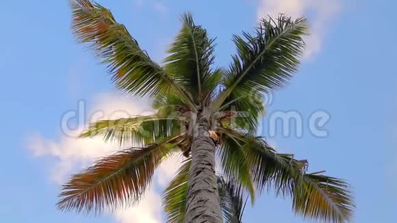 棕榈树映衬着蔚蓝的阳光天空视频的预览图