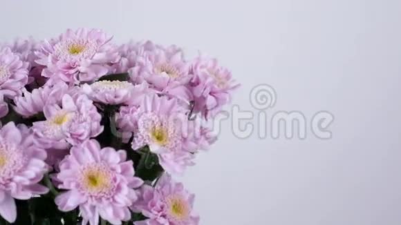 特写花花束在白色背景上旋转花组成由紫色菊花saba组成视频的预览图