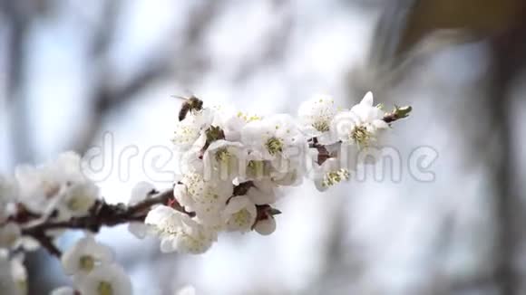 蜜蜂在盛开的杏树上飞翔视频的预览图