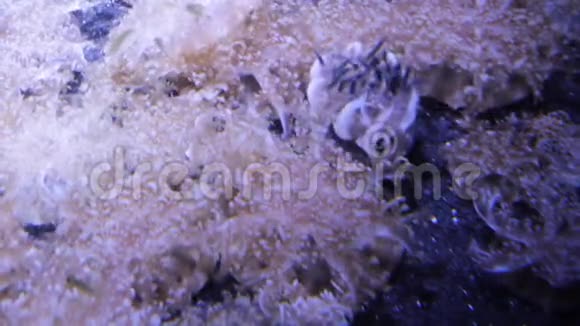 仙后座和仙女座菌株在海底成群结队地盛开的水母视频的预览图