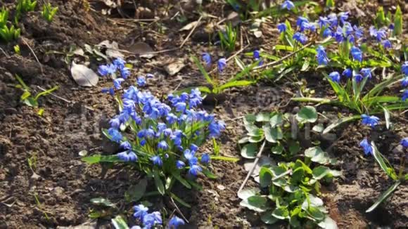 树林里第一朵春花蓝色的雪花视频的预览图