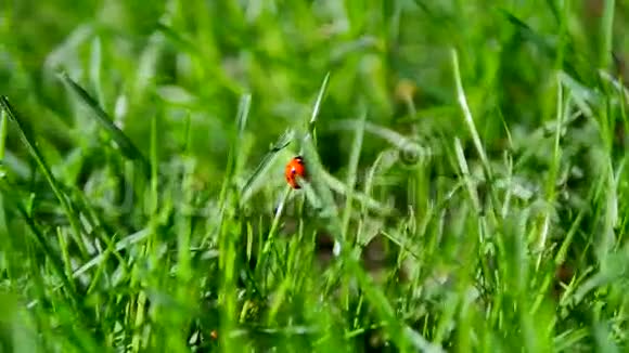 草地上的红色瓢虫和恰恰虫视频的预览图