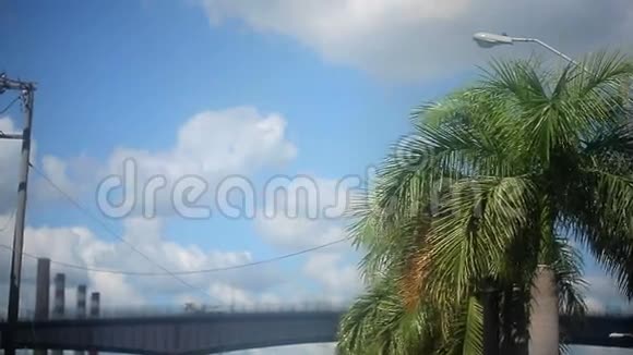 背景上有运输桥的棕榈视频的预览图