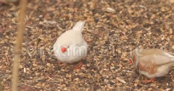 非洲马塞马拉鸟巢视频的预览图