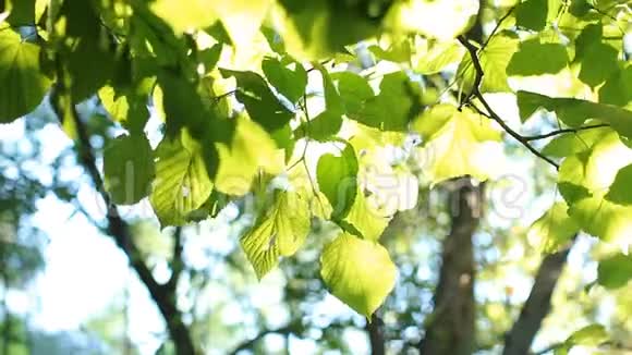明亮的绿叶在树上被阳光照亮视频的预览图
