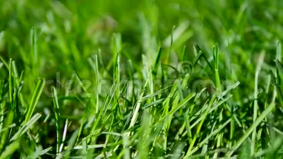清新的晨露在春天的草地上小瓢虫自然的背景特写视频的预览图