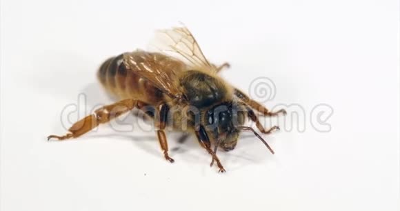 欧洲蜂蜜蜜蜂意大利蜜蜂白色背景女王诺曼底实时4K视频的预览图