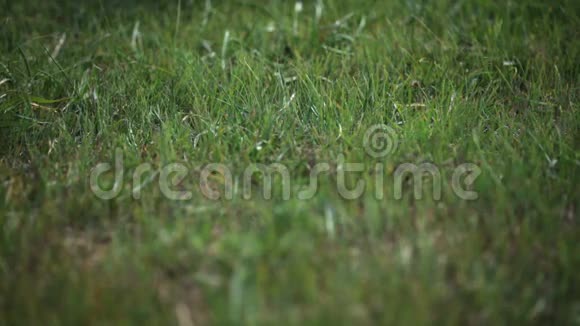一个拿着向日葵花束坐在草地上的女人视频的预览图