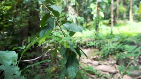 热带雨林中的男性旅行者徒步旅行高加索人生活方式活跃散焦射击视频的预览图