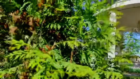 桧树枝围绕着白宫和乔木视频的预览图