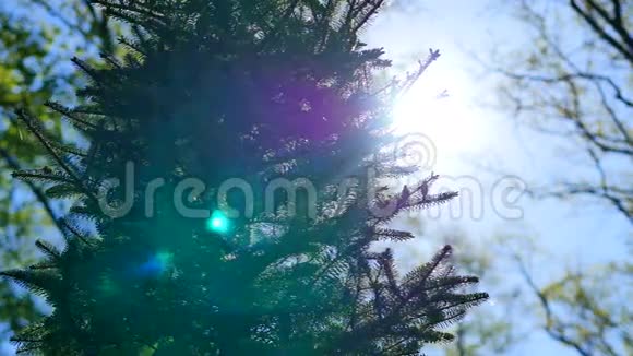在柔和的蓝天背景下明亮的绿色云杉树枝和针叶视频的预览图