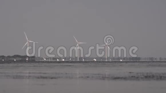 在风力发电机的背景下湖上的鸟视频的预览图