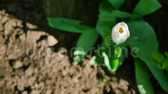 地面上的白色郁金香背景视频的预览图