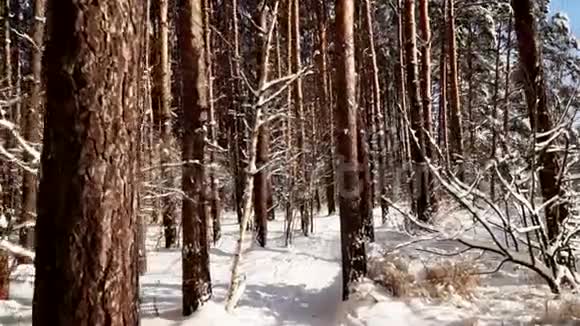 沿着雪林中的小路走稳定的万向节弹晴天视频的预览图