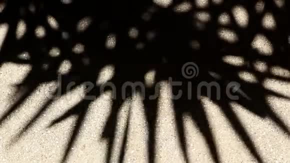 砾石地板上竹棕榈树叶的奇异阴影视频的预览图