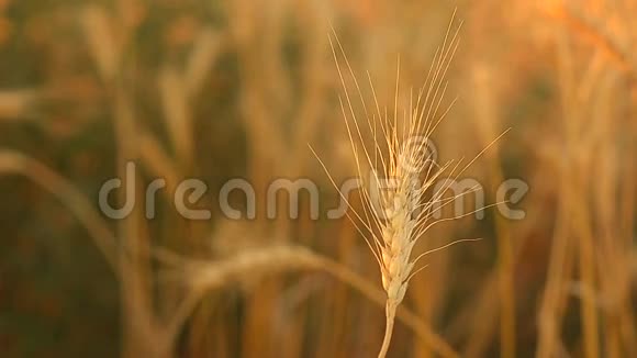 小麦麦田籽粒产量的穗视频的预览图
